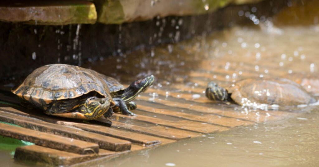 How Do Turtles Hibernate In The Water?