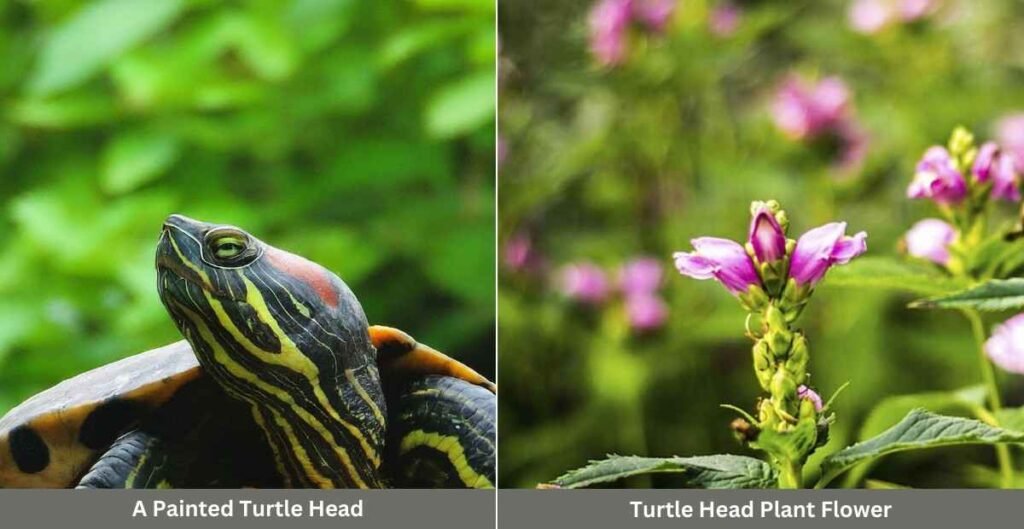 What is a turtle head