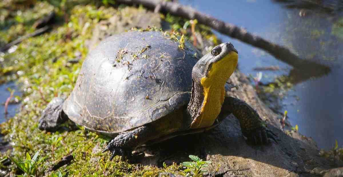 Blanding's turtle head in shell