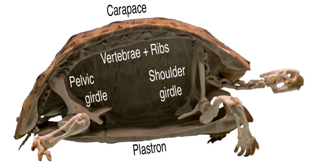 What makes a turtle shell