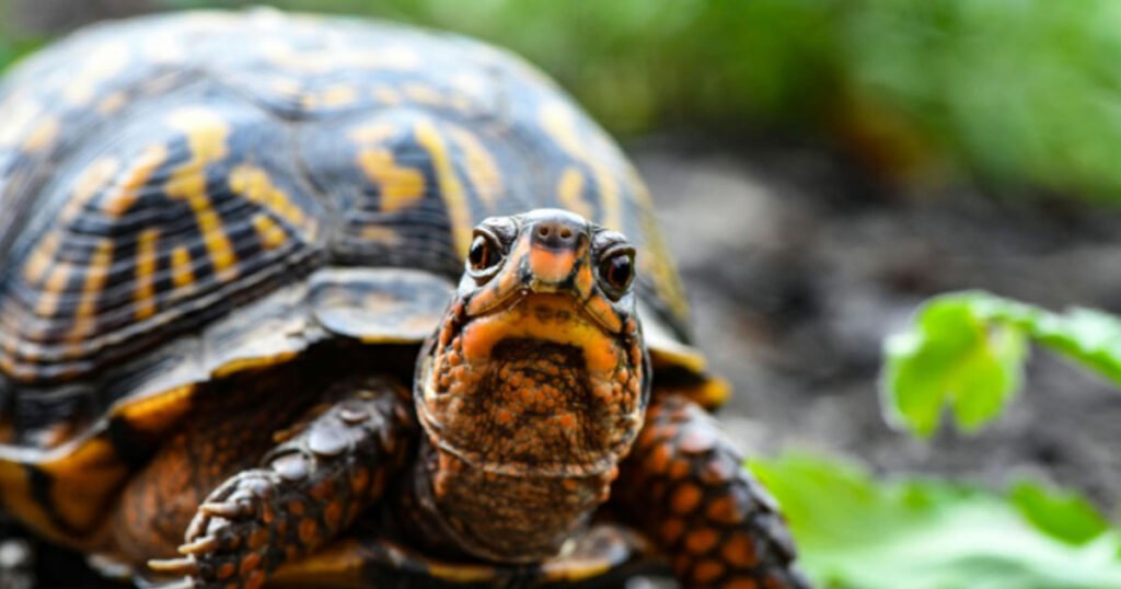 Can Box Turtles Eat Lettuce?