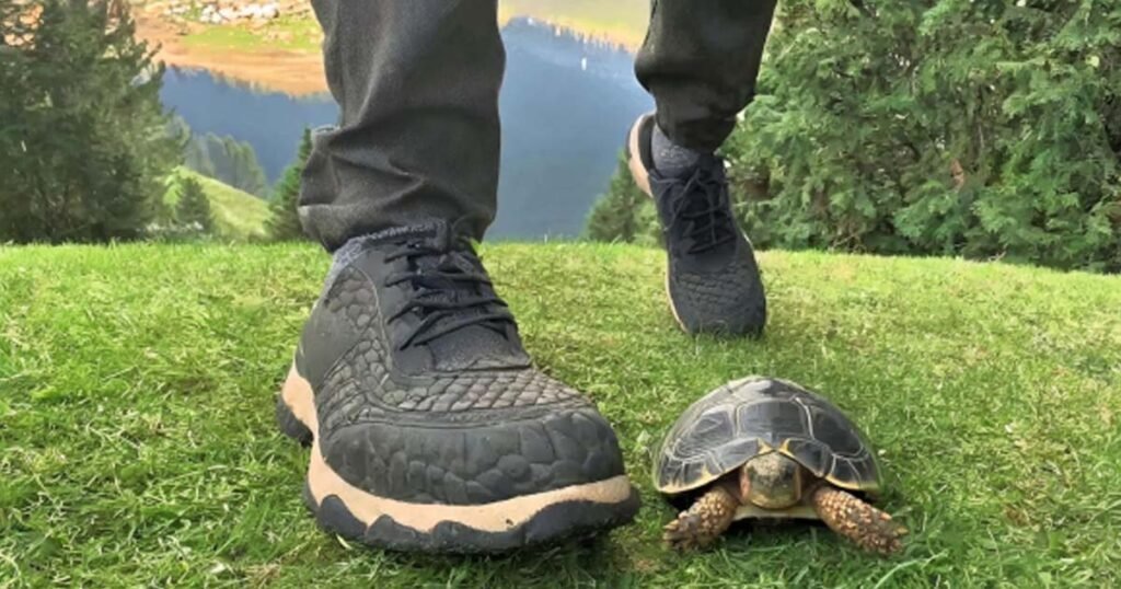 Why Do Turtles Hate Black Shoes?
