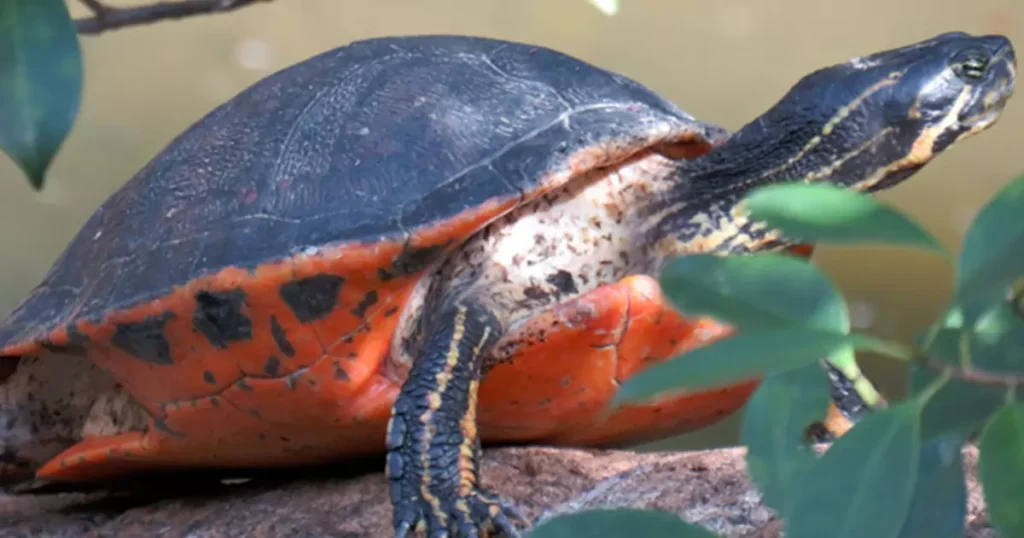 Full Grown Pink Belly Sideneck Turtles