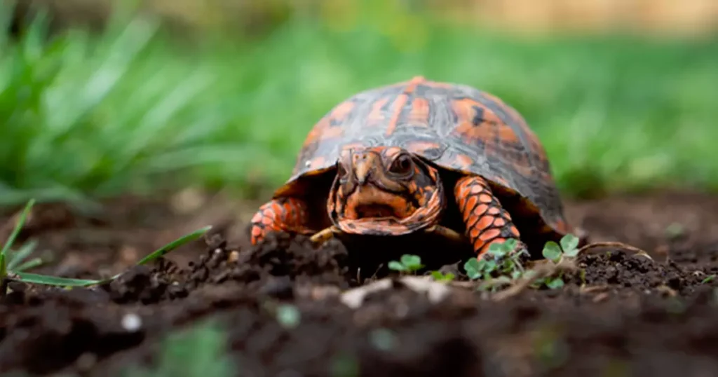 How Often Should Musk Turtles Be Feeded