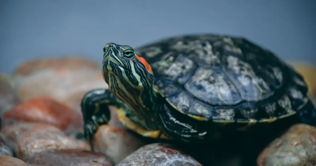 Cumberland Slider Turtle