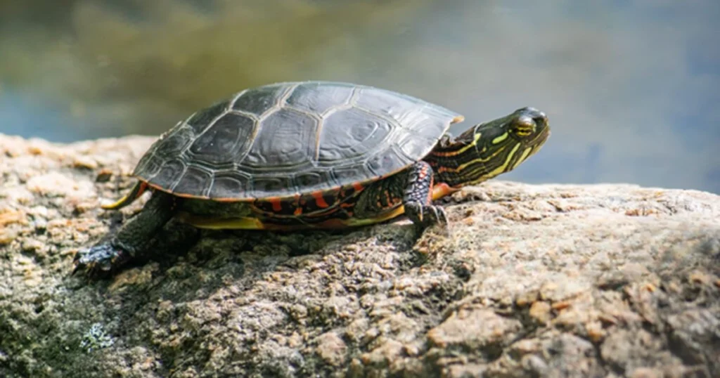 Cumberland Slider Turtle Care