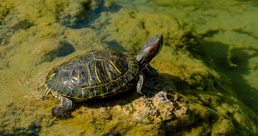 Cumberland Slider Turtles
