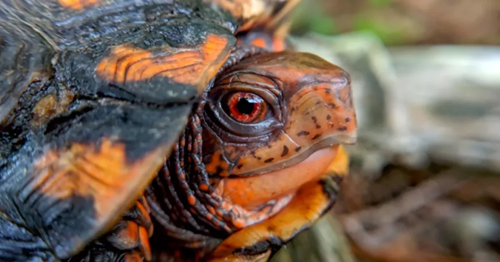 Pink Belly Sideneck Turtle