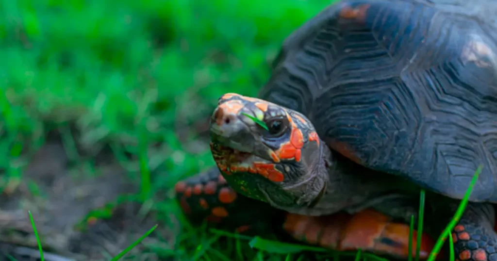 Pink Belly Sideneck Turtle