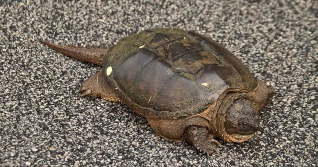 Snapping Turtle Growth in Captivity