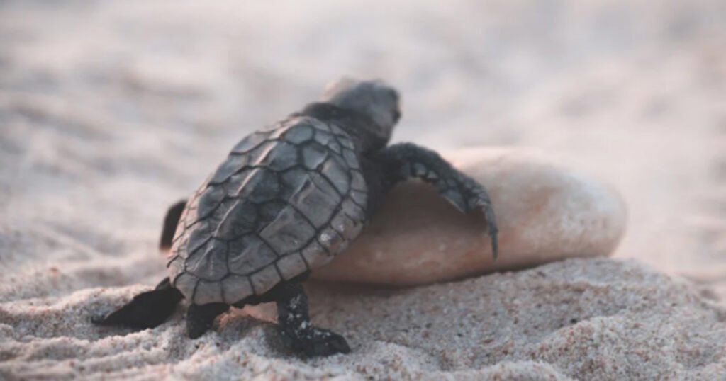 Turtles Egg Hatching Process