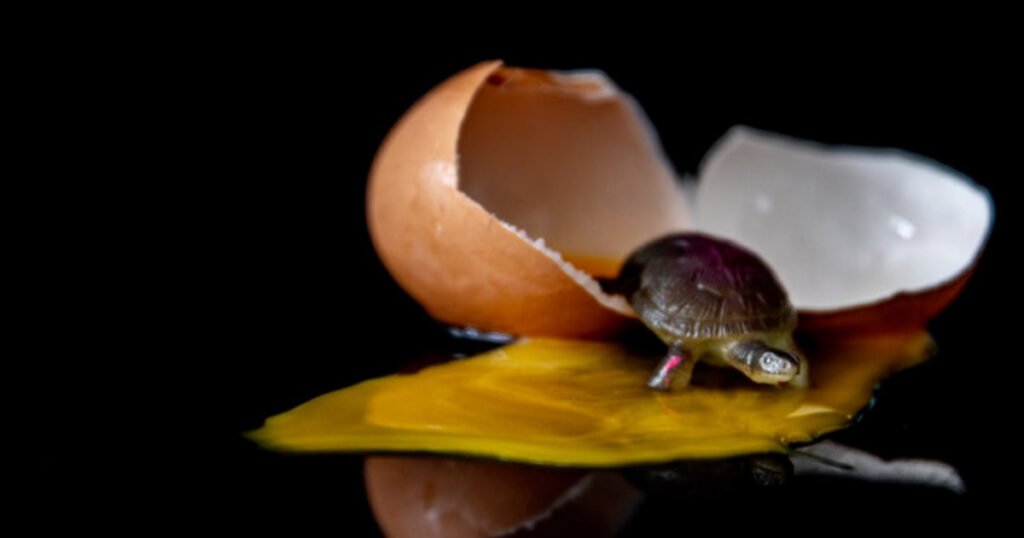 How Big Are Box Turtle Eggs?