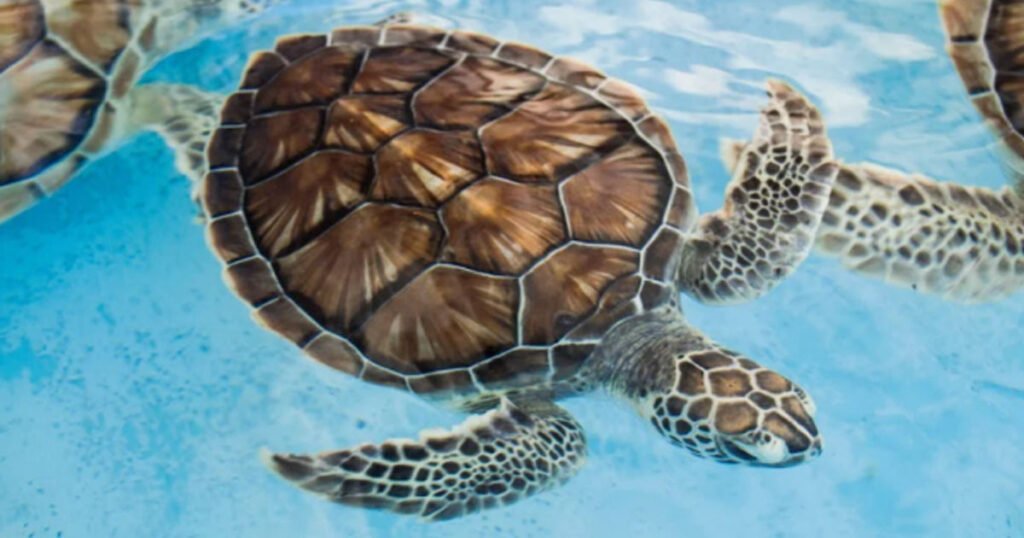 Key Features of Vertebrate Animals Like Turtles