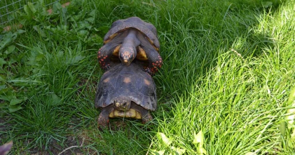 Nesting Habits of Different Turtle Species