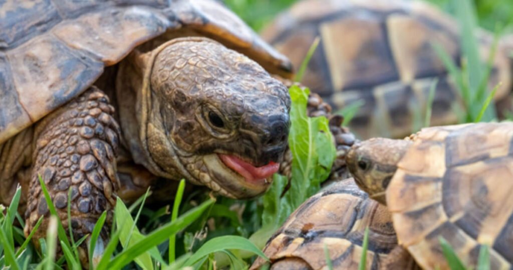 Climate Change Impacts Turtles
