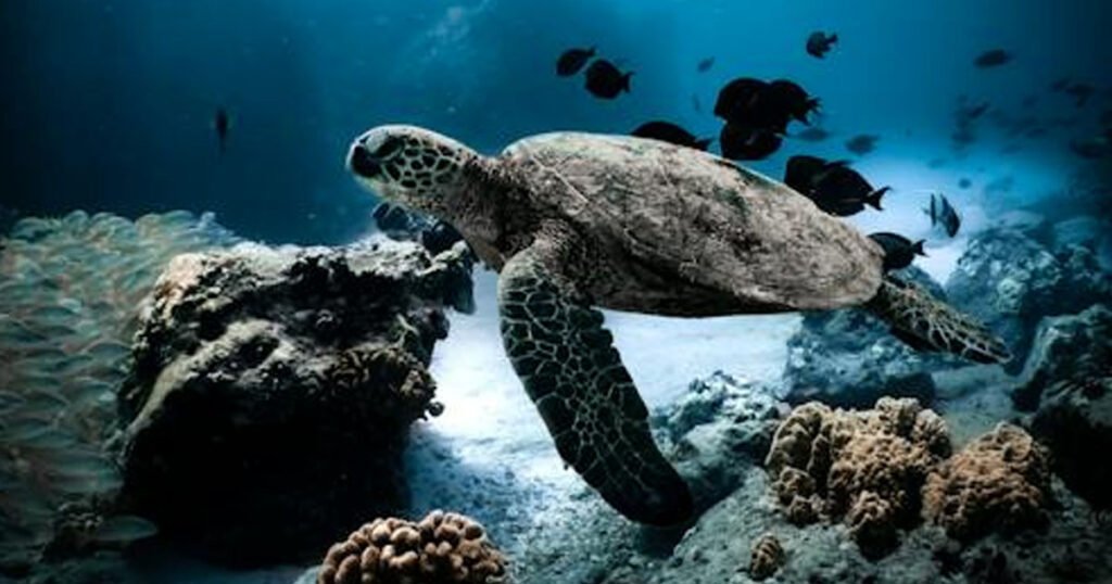 Are Sea Turtles Aggressive
