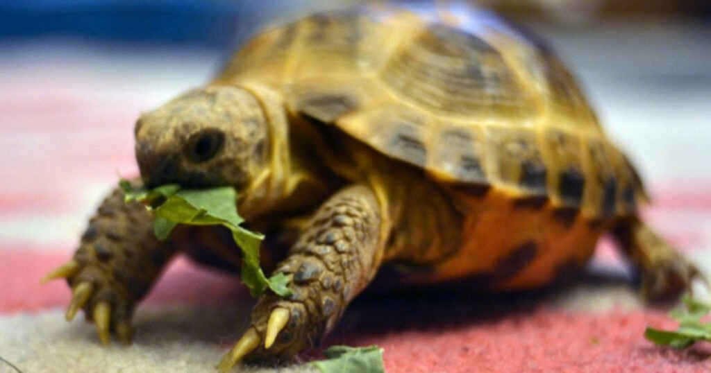 Corn Nutrition for Turtles