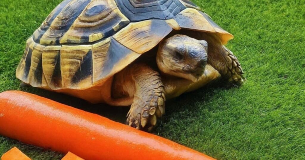The Drawbacks of Carrots in a Turtle’s Diet