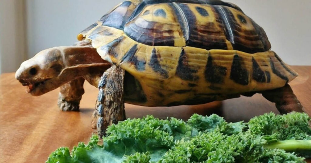 Is There Any Risks Of Excessive Kale Eating For Turtles