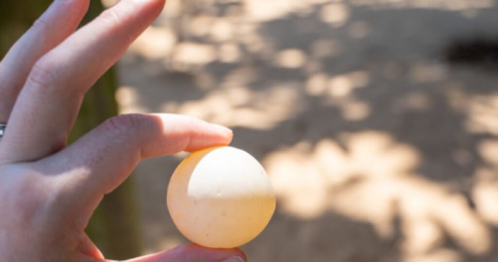 how big are turtle eggs