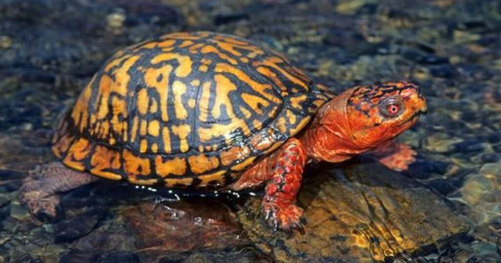 Does Box Turtles Like Water