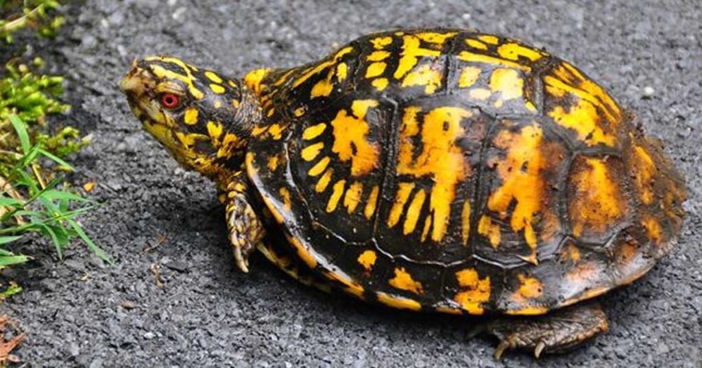 Can Box Turtles Live Without Water