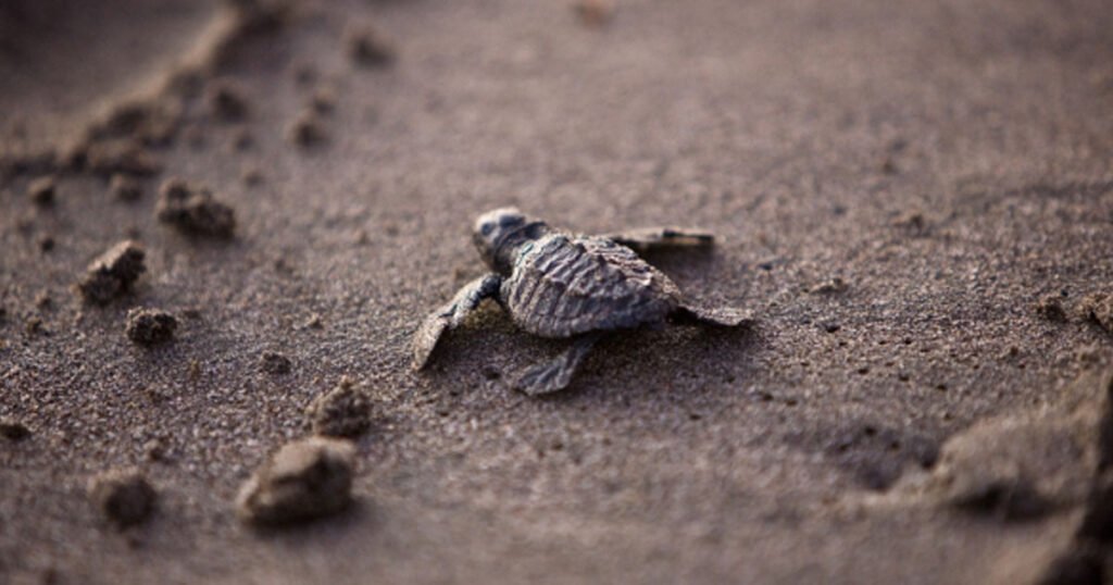 Turtle Migration for Nesting Need