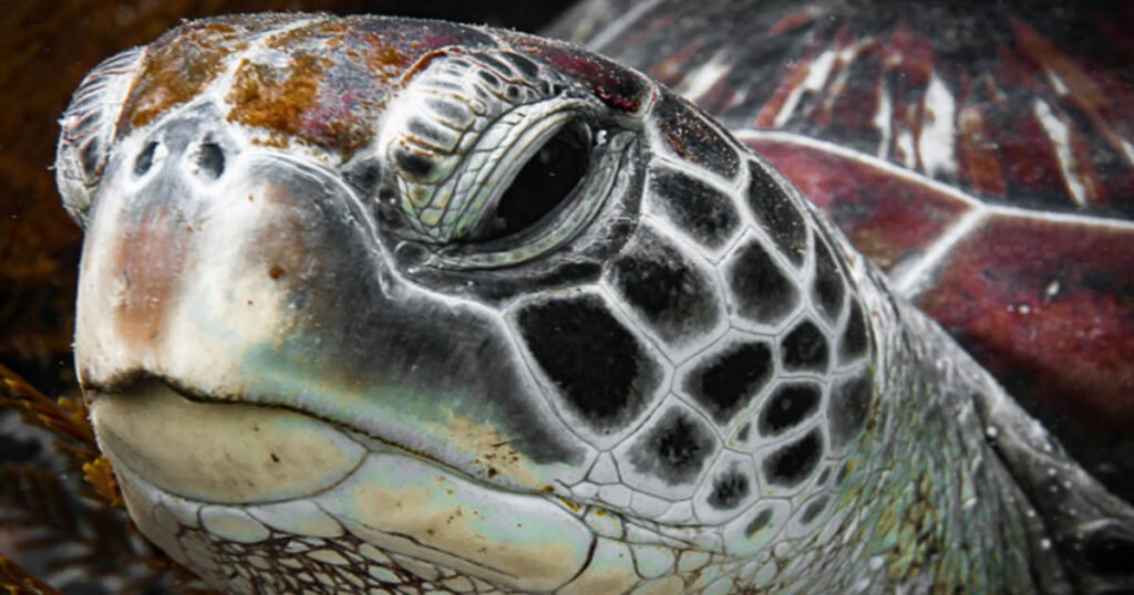 Do Turtles Have Beaks?