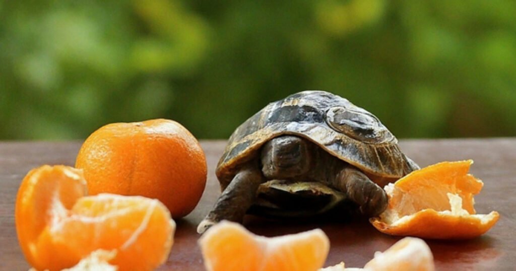 What Nutrition Orange Have For Turtles