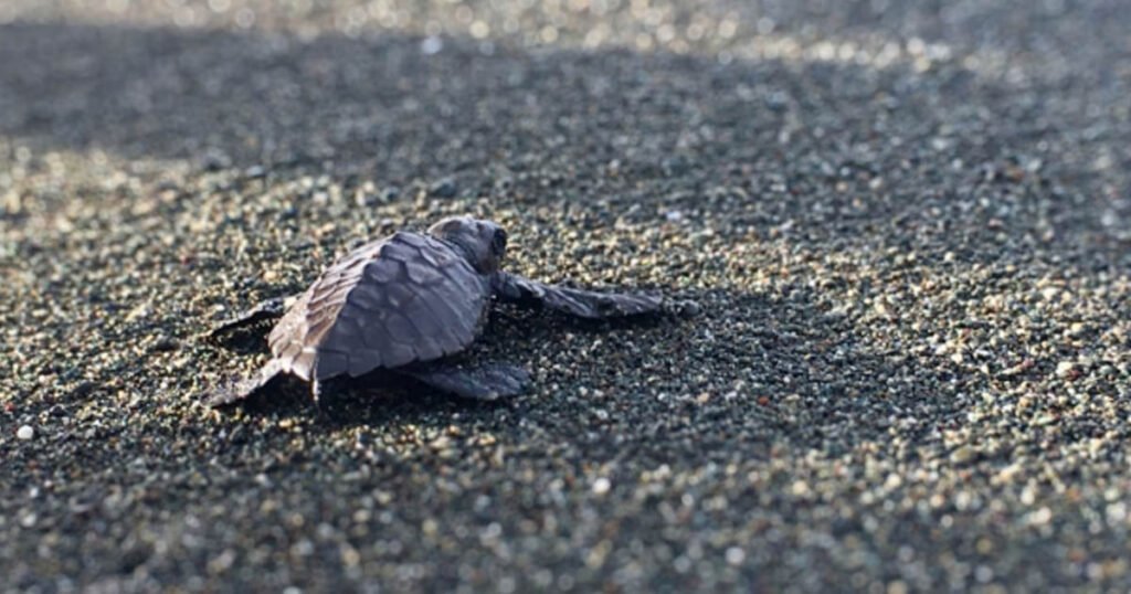 Can Baby Turtles Eat Fish Food