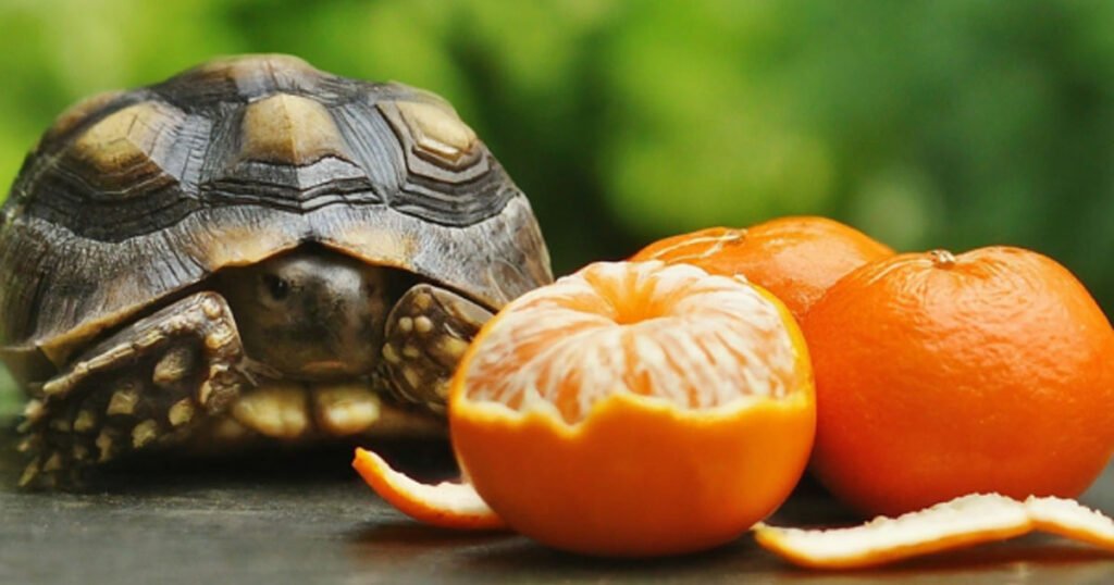 Is Too Much Orange Feeding Risky For Turtle