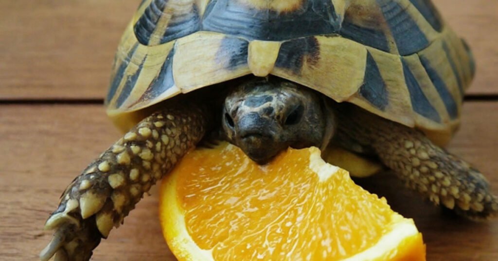 Can Turtles Eat Oranges