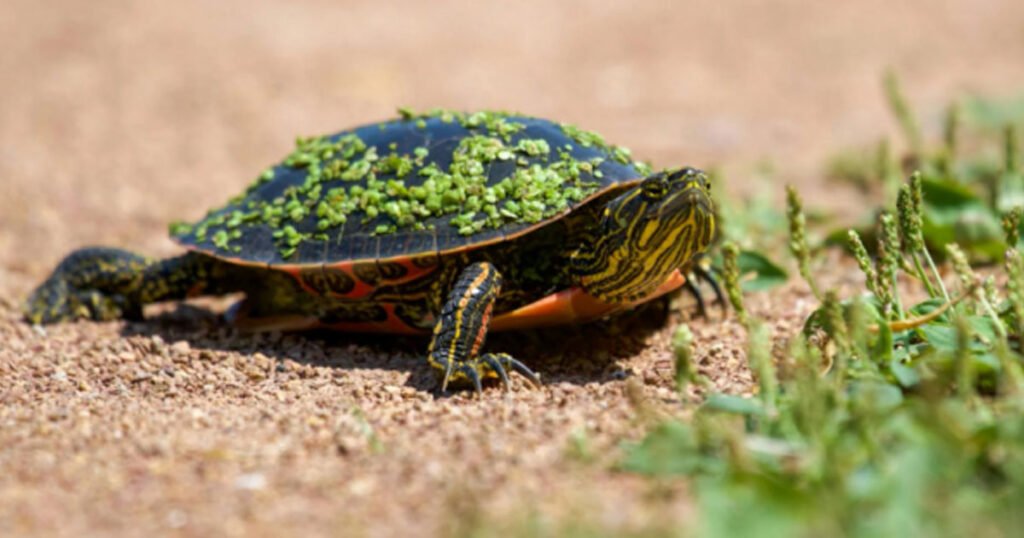 Different Types Of Turtles Color