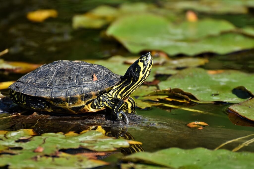 How Long Can a Turtle Go Without Water