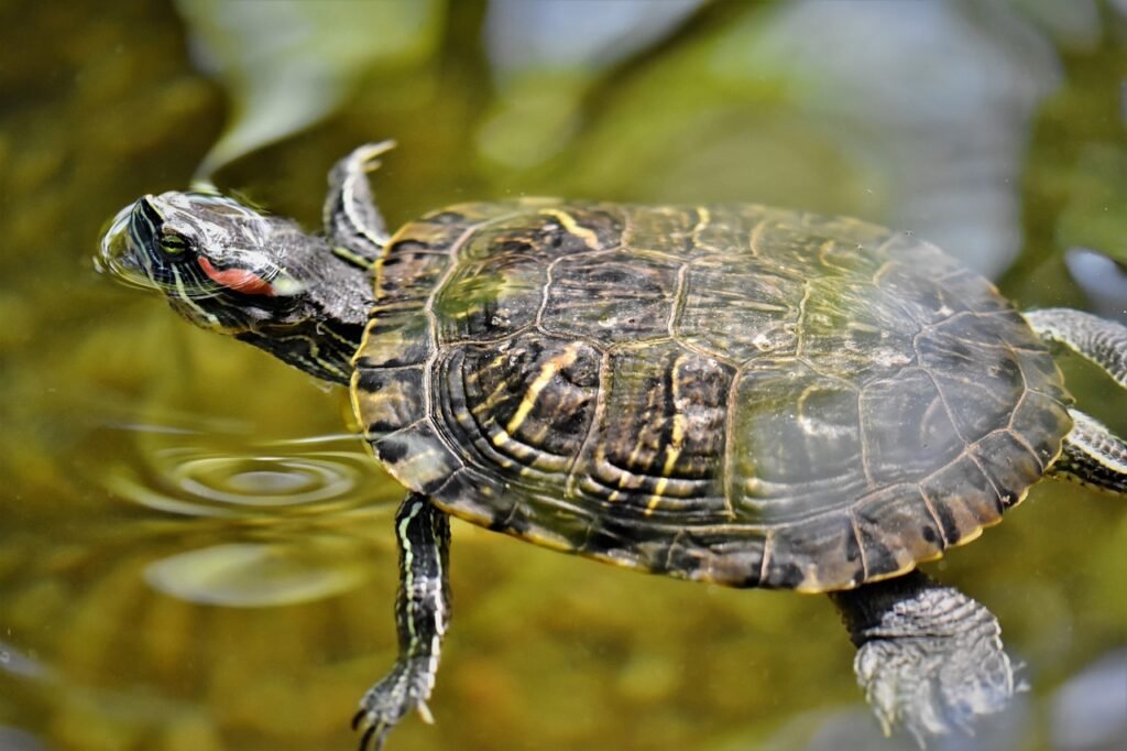 turtle in the water