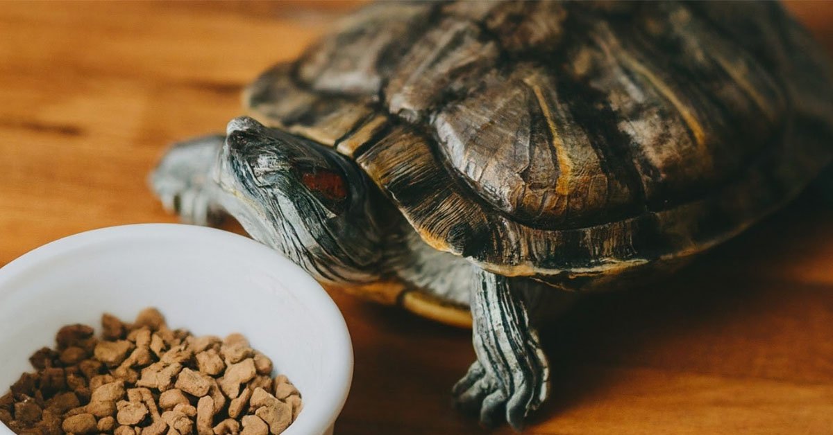 Can Turtles Eat Cat Food Turtle OMG