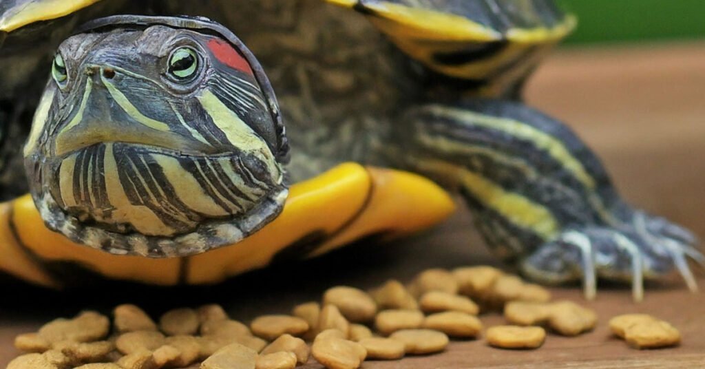 Can Turtles Eat Cat Food Turtle OMG