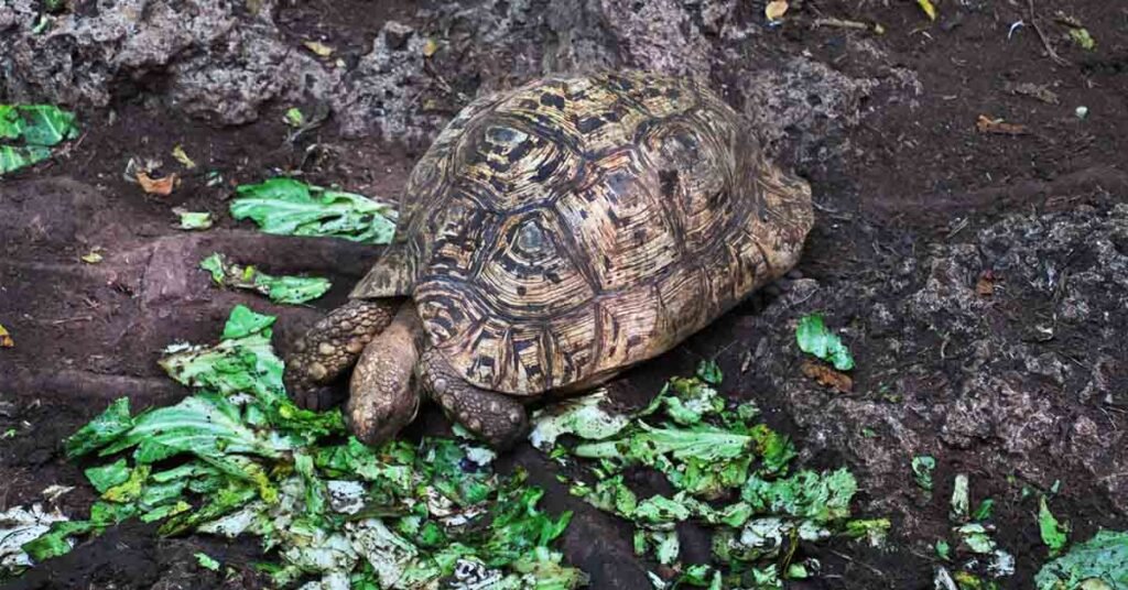 Gopher Turtles