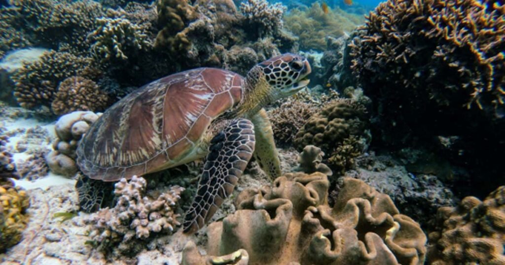 Do Sea Turtles Have Natural Predators