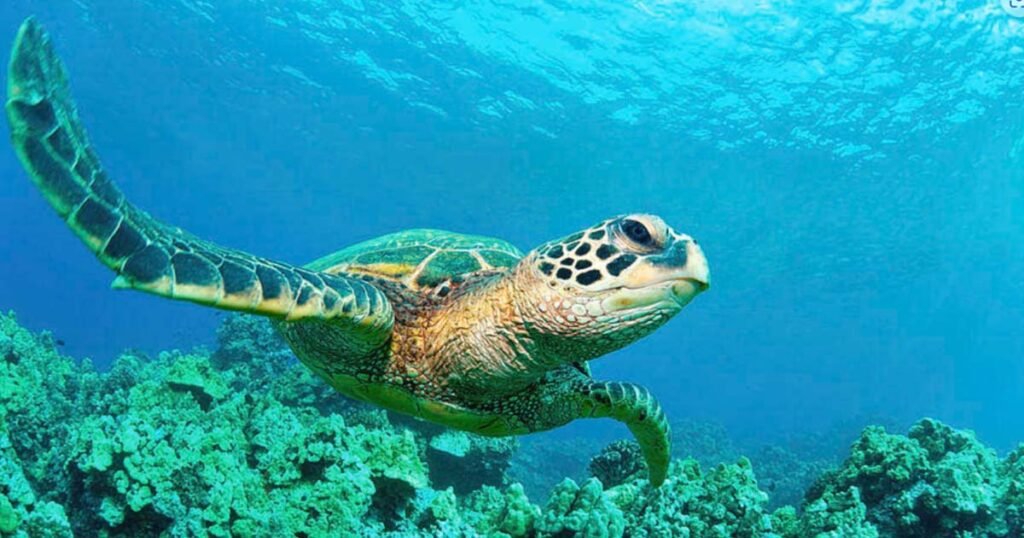 Are Sea Turtles Herbivores