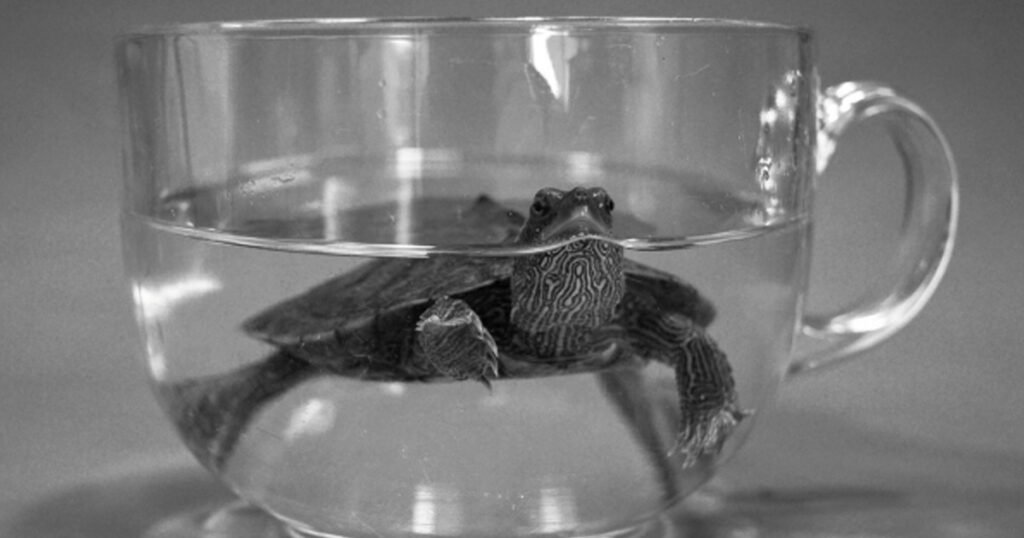 Why Can't Goldfish and Turtles Live Together