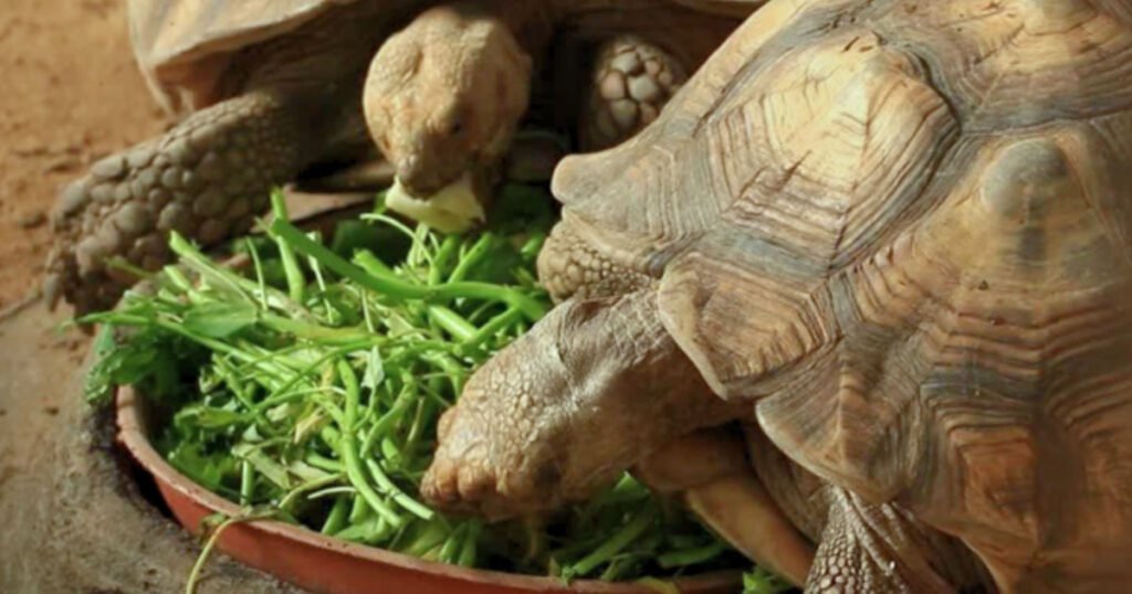 What Human Food Do Turtles Eat