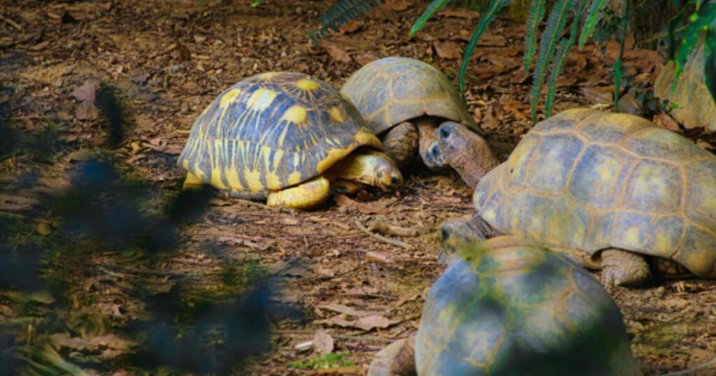 How Long Do Pet Turtles Hibernate