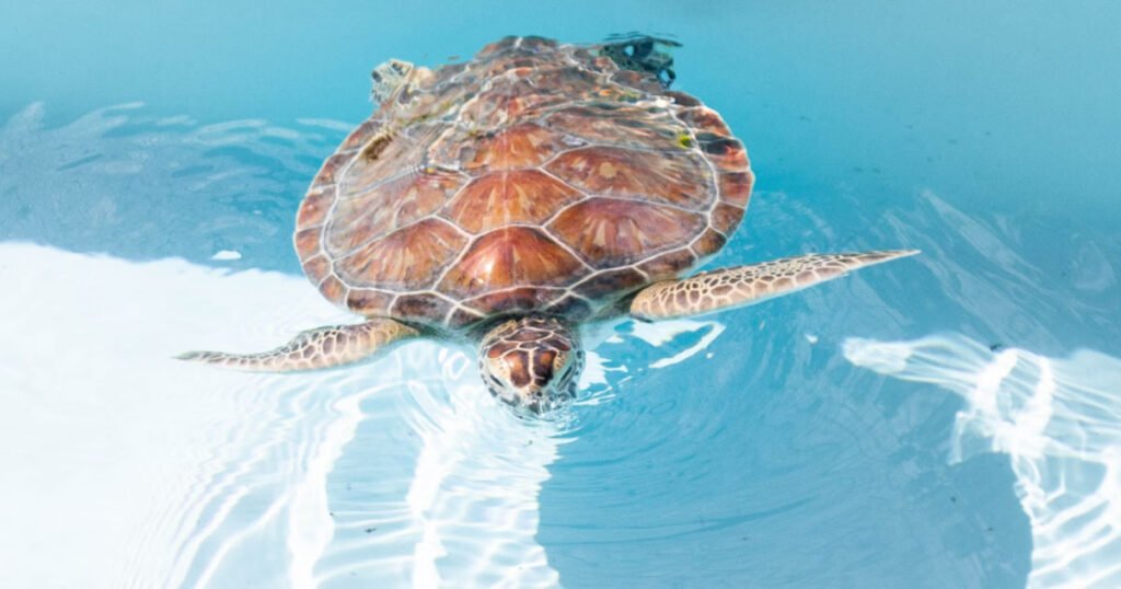 Underwater Sleeping Techniques of Sea Turtles