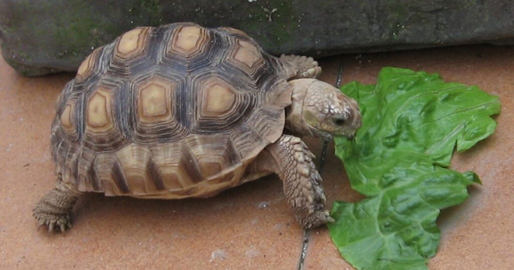 Are Turtles Herbivores