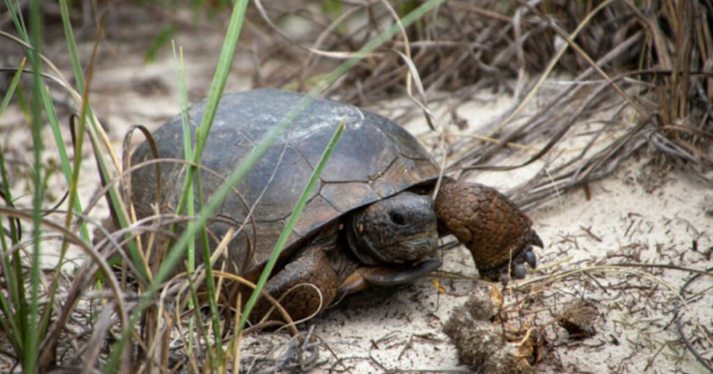 What Does a Baby Gopher Turtle Eat