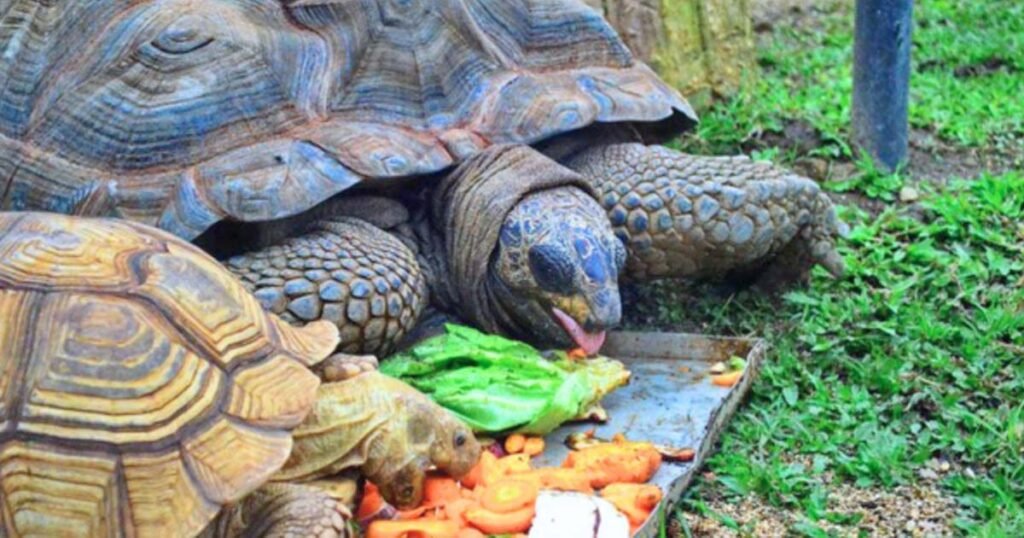 Can Turtles Eat Human Food