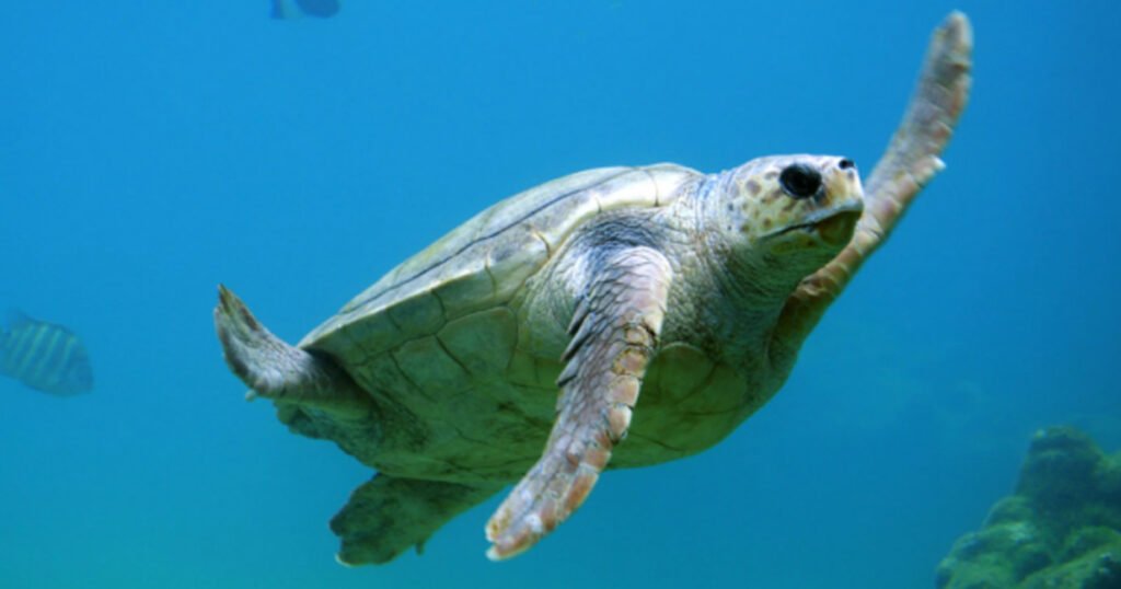 How Long Can A Sea Turtle Hold Its Breath Underwater? - Turtle OMG