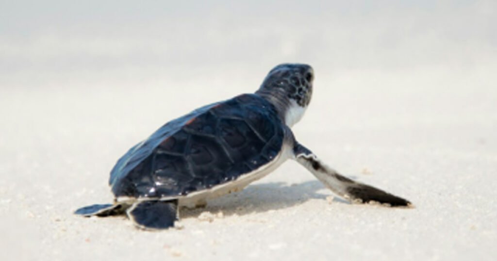 The Main Uses Of Tongues For Turtles