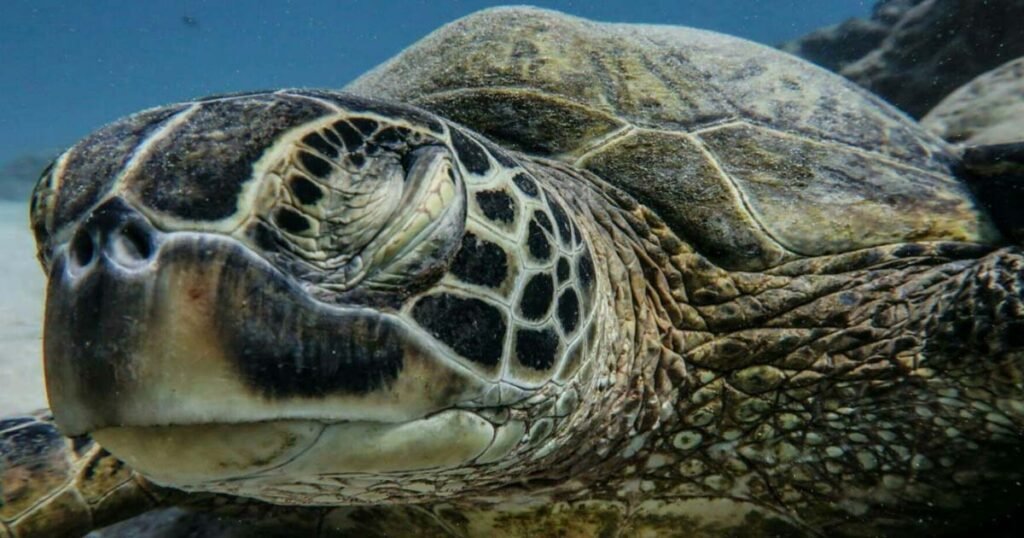 Do Sea Turtles Sleep Underwater